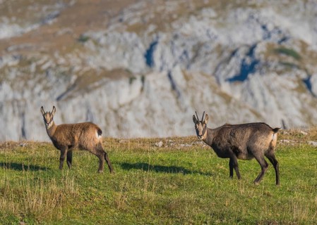 Chamoises (Rupicapra rupicapra), Old animal with young animal, Hochschwab, Styria, Austria, Europe