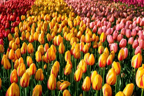 Blooming tulips flowerbed in Keukenhof flower garden, also known as the Garden of Europe, one of