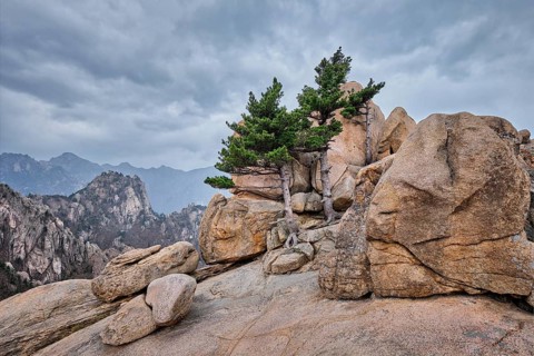 Rock with pine trees in cloudy weather. Seoraksan National Park, South Korea, Asia