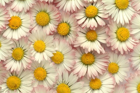 Common daisy (Bellis perennis), medicinal plant, naturopathy classifies the daisy among other