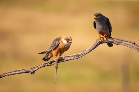 Red-footed falcon (Falco vesperetinus) Male handing over a captured lizard to female, Hungary,