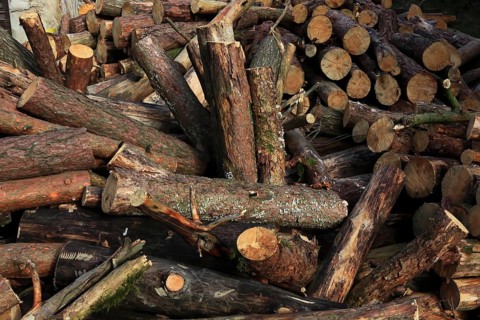 Firewood, logs, sawn into metre pieces