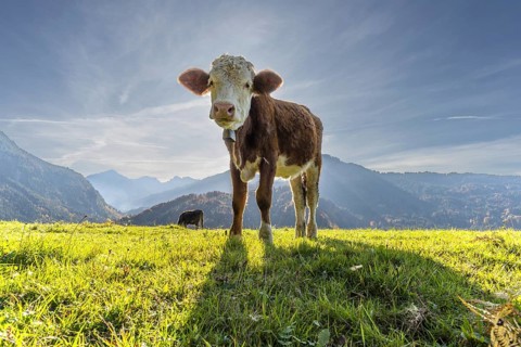 Allgäuer Braunvieh (Bos primigenius taurus), Allgäu, Bavaria, Germany, Europe