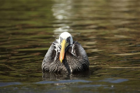 Peruvian pelican (Pelecanus thagus), swimming, pelicans (Pelecanidae), pelican, seabird, seabirds,
