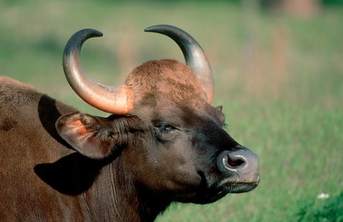 Gaur (Bos gaurus) cow
