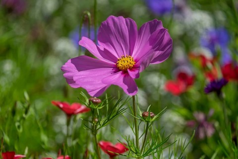 Mexican aster (Cosmos bipinnatus) in a flower meadow, North Rhine-Westphalia, Germany, Europe