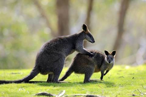 Swamp (Wallabia bicolor) Wallabys, pair, South Australia