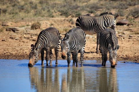 Cape mountain zebras (Equus zebra zebra), Mountain Zebra National Park, South Africa, Africa