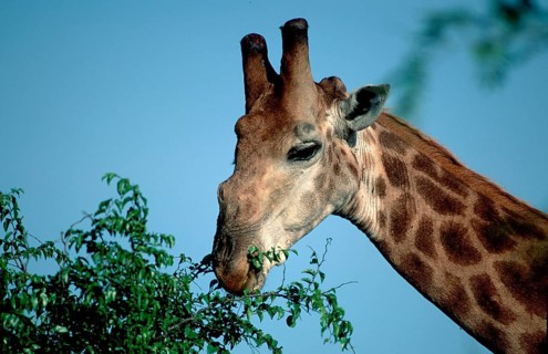 Southern giraffe (Giraffa camelopardalis giraffa), Kruger National Park, South Africa, Africa