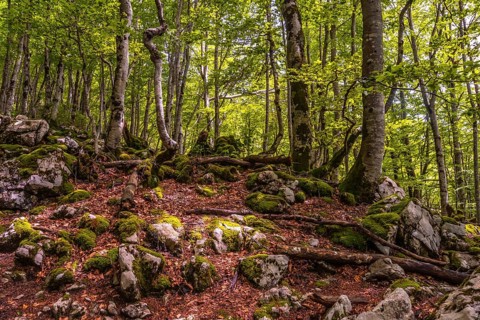 Mount Aizkorri 1523 meters, the highest in Guipuzcoa. Basque Country. Lovely forest on the rise.