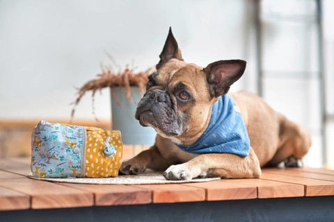 French Bulldog dog waiting patiently next to homemade treat bag