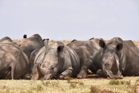 Rhino group resting in Africa, Kenya, Africa