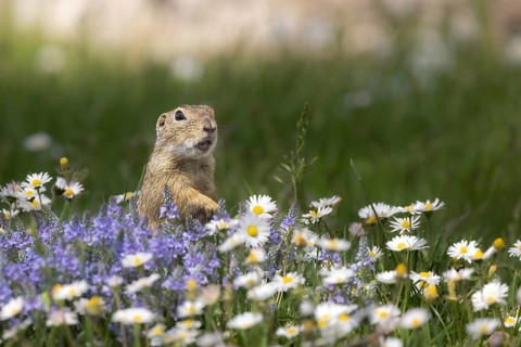 European ground squirrel (Spermophilus citellus) standing in flower meadow with speedwell and