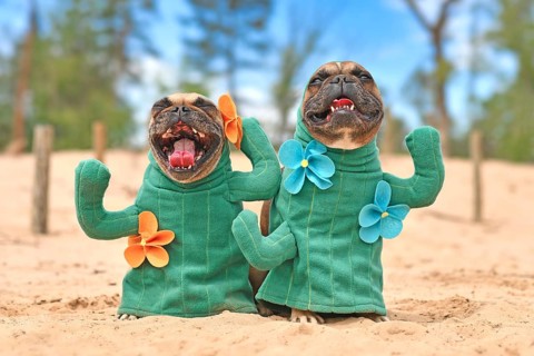 French Bulldog dog dressed up with cactus costumes with fake arms and flowers standing on sandy