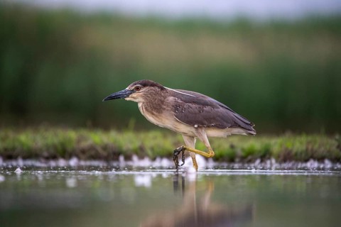Black crowned night heron (Nycticorax nycticorax) in the water, juvenile, Pusztaszer, Hungary,