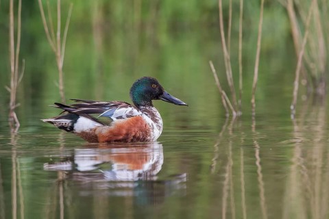 Northern Shoveler (Anas clypeata) swims in the water at the edge of the reed, Upper Austria,