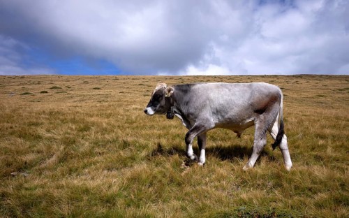 Cow on pasture, Rasciesa, Resciesa, Val Gardena, Trentino, South Tyrol, Italy, Europe