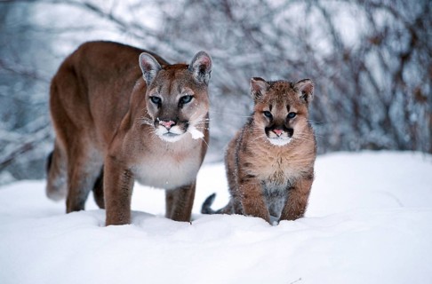 Cougar, female with cub (Felis concolor)