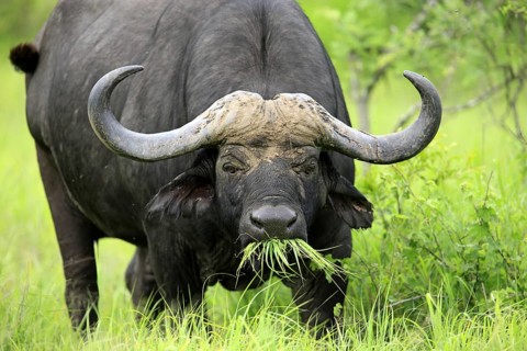 African buffalo (Syncerus caffer), Sabi Sabi Game Reserve, Kruger National Park, South Africa,