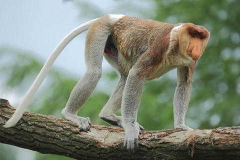 Proboscis monkey (Nasalis larvatus), adult, male, captive