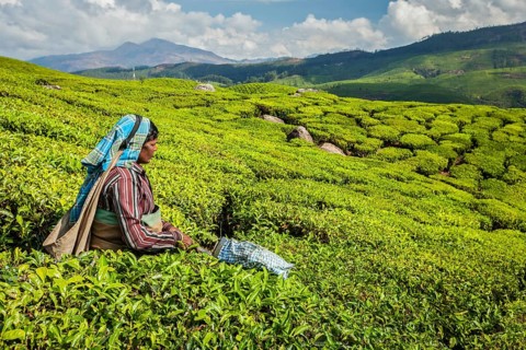 KERALA, INDIA, FEBRUARY 18, 2014: Unidentified Indian woman harvests tea leaves at tea plantation