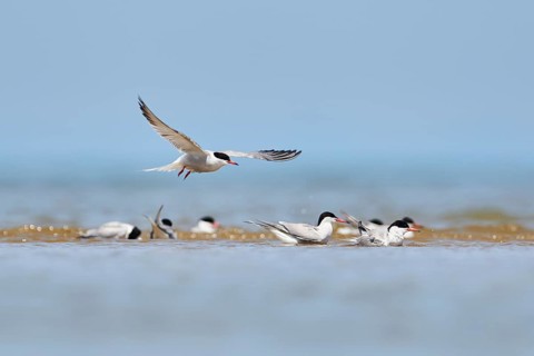 Elegant tern (Thalasseus elegans) flying in the sky above the sea, hunting, ebro delta, Catalonia,