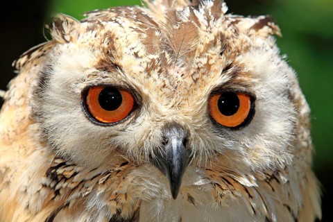 Indian eagle-owl (Bubo bengalensis), Cape Town, South Africa, Bengal Eagle Owl, Rock Eagle Owl,