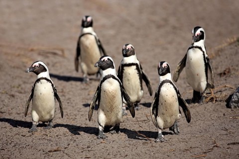 African penguin (Spheniscus demersus), Betty's Bay, South Africa, Africa