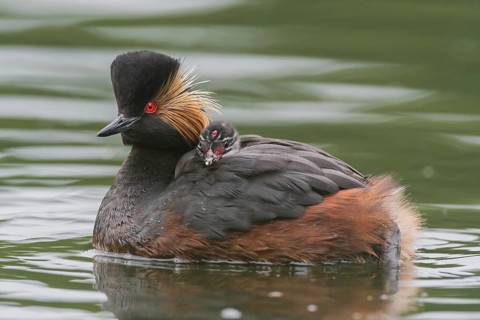 Black-necked Grebe (Podiceps nigricollis) with young bird in plumage on the back, swims in the