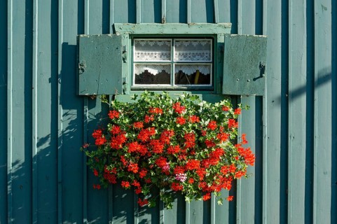 Window with shutters and flower box with geraniums (Pelargonium spec.) in old colourfully painted