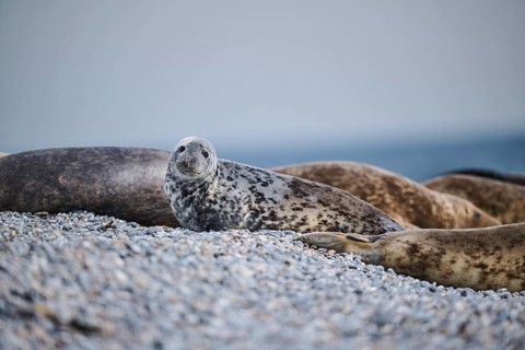 Grey seal (Halichoerus grypus) on the beach, Düne, Helgoland, Schleswig-Holstein, Germany, Europe