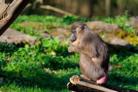 A female Drill (Mandrillus leucophaeus) sits on a rotting tree on the forest floor and eats