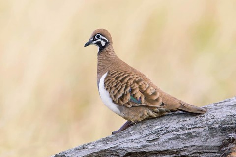 Squatter Pigeon (Geophaps scripta scripta), Queensland, Australia, Oceania