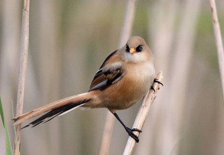 Bearded Reedling (Panurus biarmicus) juvenile, Mecklenburg-Western, Pomerania, Germany, Europe