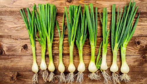 Vegetable, spring onion or spring onion, also known as winter onion, Allium fistulosum