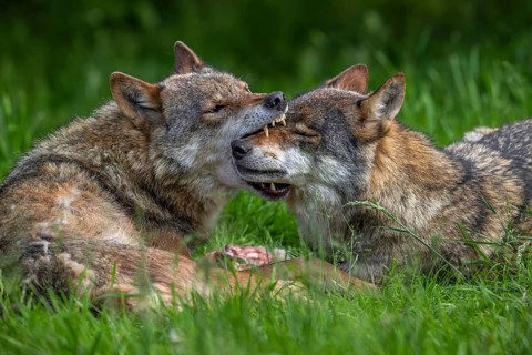 Eurasian wolves showing muzzle grab behaviour by dominant grey wolf grabbing subordinate pack