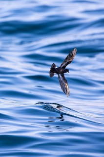 Storm Petrel (Hydrobates pelagicus) flying over calm sea, Sagres, Algarve, Portugal, Europe