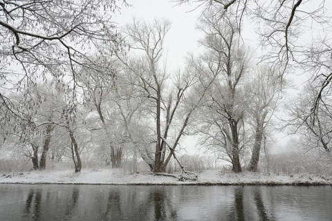 Winter landscape by a river, willows (Salix) and alders (Alnus) on the bank in dense snowfall,