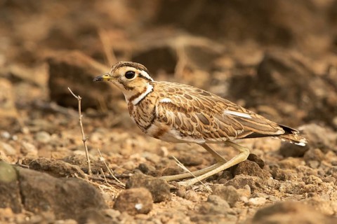 Three-banded Courser (Rhinoptilus cinctus), Kakamega Forest, Kenya, Africa