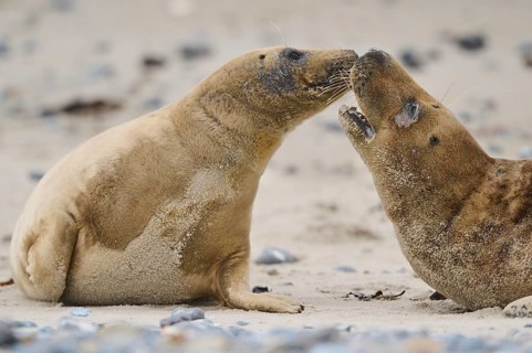 Grey seal (Halichoerus grypus) playing with each other on the beach, Düne, Helgoland,
