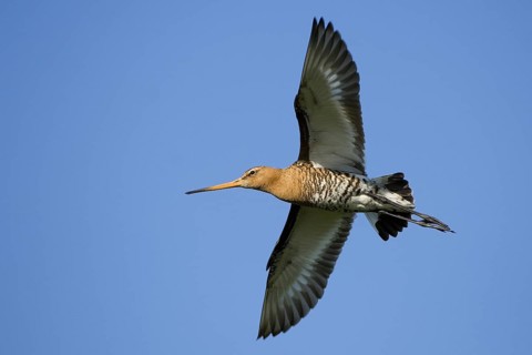 Black-tailed Godwit (Limosa limosa) flying, Texel, Netherlands