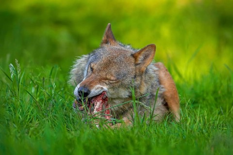 Eurasian wolf, grey wolf (Canis lupus lupus) gnawing on meat and bone of its prey in grassland,