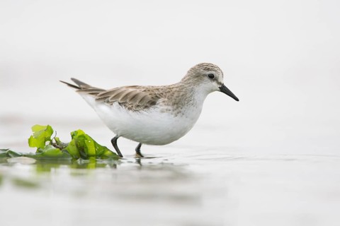 Red-necked Stint (Calidris ruficollis) foraging, Victoria, Australia, Oceania