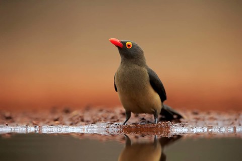 Red-billed oxpecker (Buphagus erythrorhynchus), adult, at the water, alert, Kruger National Park,