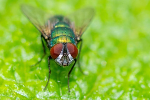 Macro photograph of an iridescent blow fly (Calliphoridae) with red eyes on a green leaf, Ternitz,