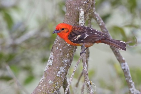 Flame-colored Tanager (Piranga bidentata) perched on a branch in Costa Rica, Central America