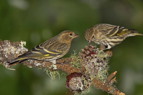 Pine Siskin (Spinus pinus), California, USA, North America