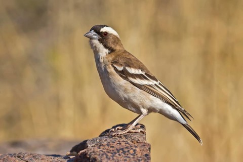 White-browed Sparrow-Weaver (Plocepasser mahali) perched on a stone, Ethosha, Namibia, Africa