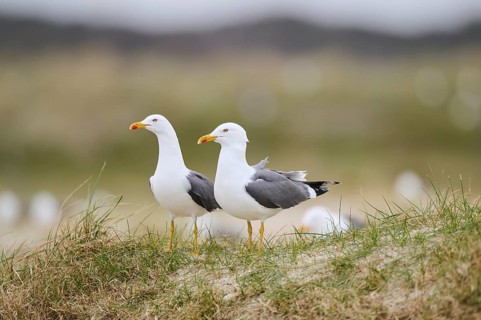 Yellow-legged gull (Larus michahellis) standing in the grass, Düne, Helgoland, Schleswig-Holstein,