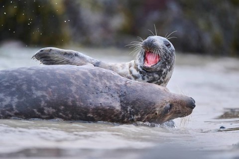 Grey seal (Halichoerus grypus) playing with each other in the water, sea, Düne, Helgoland,